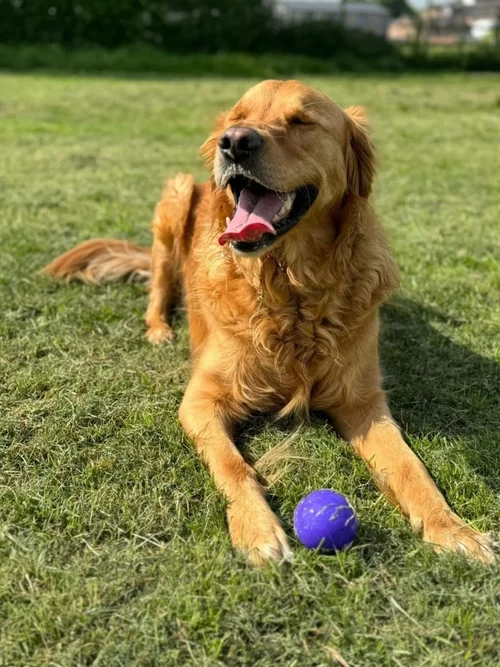 Freddie the golden retriever